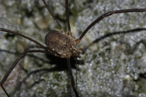 Opilio parietinus dal Val di Sole: